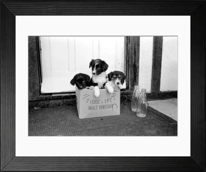 Framed Print : Puppies found abandoned in box. November 1969 Z11391 Framed Print : Puppies found abandoned in box. November 1969 Z11391