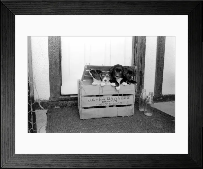 Framed Print : Puppies found abandoned in box. November 1969 Z11391-009