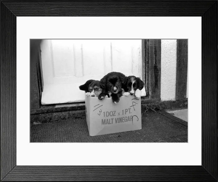 Framed Print : Puppies found abandoned in box. November 1969 Z11391-008