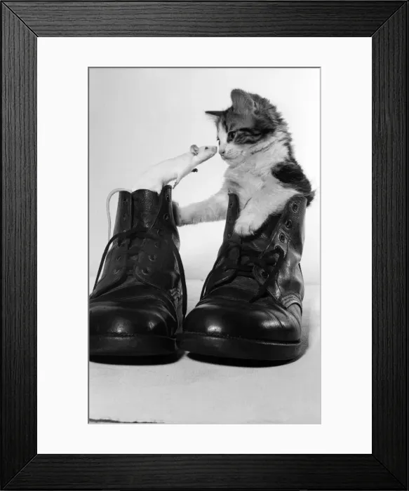 Framed Print : A cat and mouse inside a boot each looking at each other. July 1969 Z11362 Framed Print : A cat and mouse inside a boot each looking at each other. July 1969 Z11362
