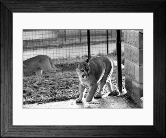 Framed Print : Animals Big cats. When Lucifer the 10 year old male puma at Chessington Zoo developed a
