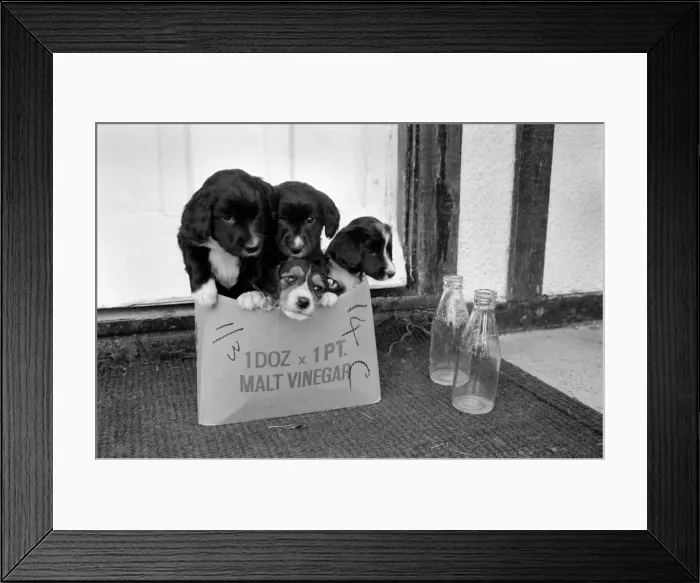 Framed Print : Puppies found abandoned in box. November 1969 Z11391-003