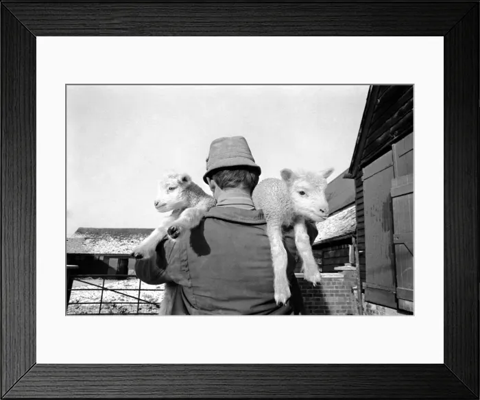 Framed Print : First of the seasons lambs at Home Farm, Northall near Leighton Buzzard Framed Print : First of the seasons lambs at Home Farm, Northall near Leighton Buzzard