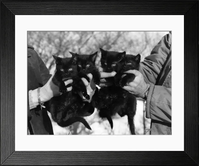 Framed Print : Four black kittens saved by a man. January 1979 P011947 Framed Print : Four black kittens saved by a man. January 1979 P011947