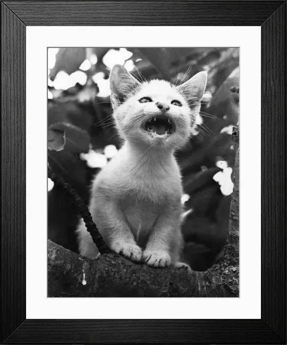Framed Print : Help, get me down! cries Renault the kitten from the branches of the tree on which he is Framed Print : Help, get me down! cries Renault the kitten from the branches of the tree on which he is