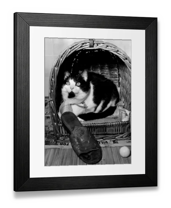 Framed Print : Tibby loves to play with his owners slippers so they came with during his stay Framed Print : Tibby loves to play with his owners slippers so they came with during his stay