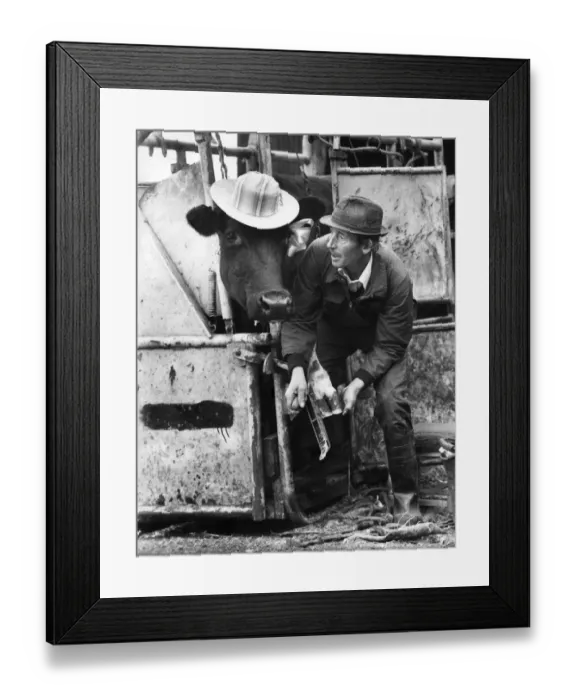 Framed Print : Daisy the cow just wanted to look her best for the Easter parade Framed Print : Daisy the cow just wanted to look her best for the Easter parade