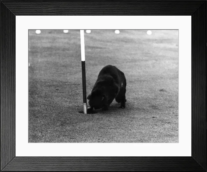 Framed Print : Chick adds another golf ball to his collection. June 1969 P011921 Framed Print : Chick adds another golf ball to his collection. June 1969 P011921
