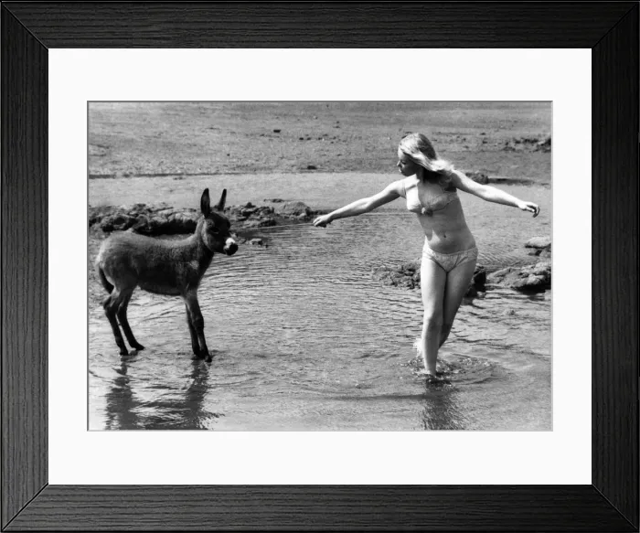 Framed Print : Deidre Baker tries to coax reluctant baby donkey Charlie into the sea at Scarborough Framed Print : Deidre Baker tries to coax reluctant baby donkey Charlie into the sea at Scarborough