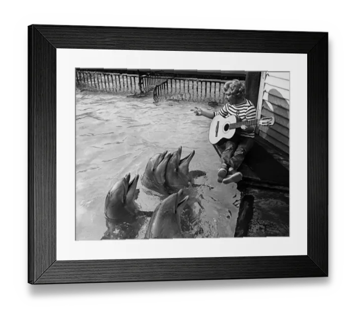 Framed Print : The Dolphins gather round to listen to Kay Smart singing, with guitar accompaniment Framed Print : The Dolphins gather round to listen to Kay Smart singing, with guitar accompaniment