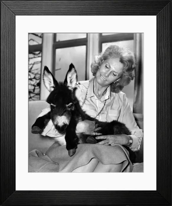 Framed Print : This donkey needs a name, says Lady Fisher. March 1982 P011863 Framed Print : This donkey needs a name, says Lady Fisher. March 1982 P011863
