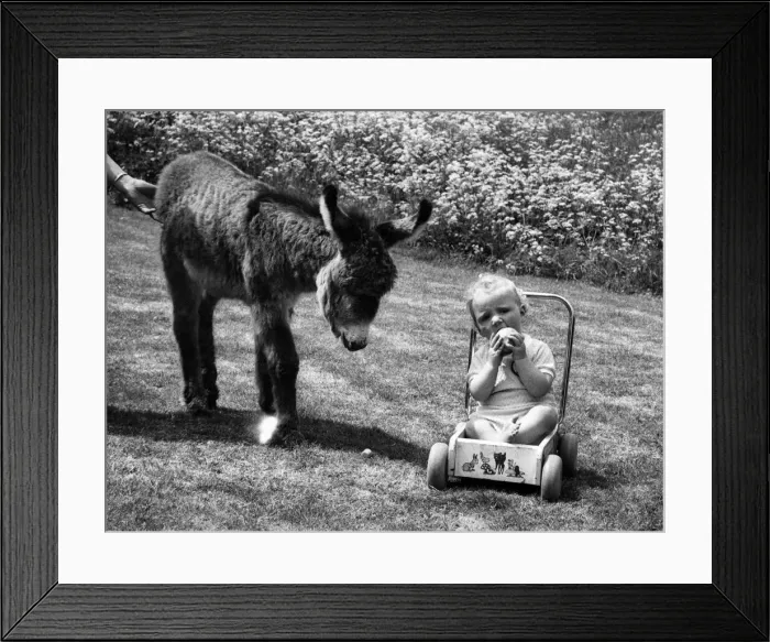 Framed Print : A birthday donkey for Daniel the TV baby. He doesn t seem a very friendly sort of Framed Print : A birthday donkey for Daniel the TV baby. He doesn t seem a very friendly sort of