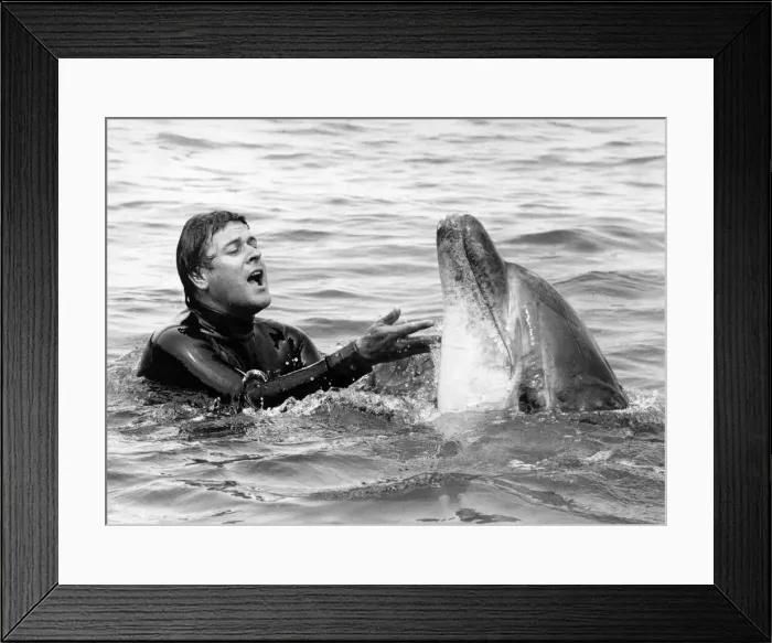 Framed Print : Lakeman and Percy the dolphin frolic together. July 1984 P011844