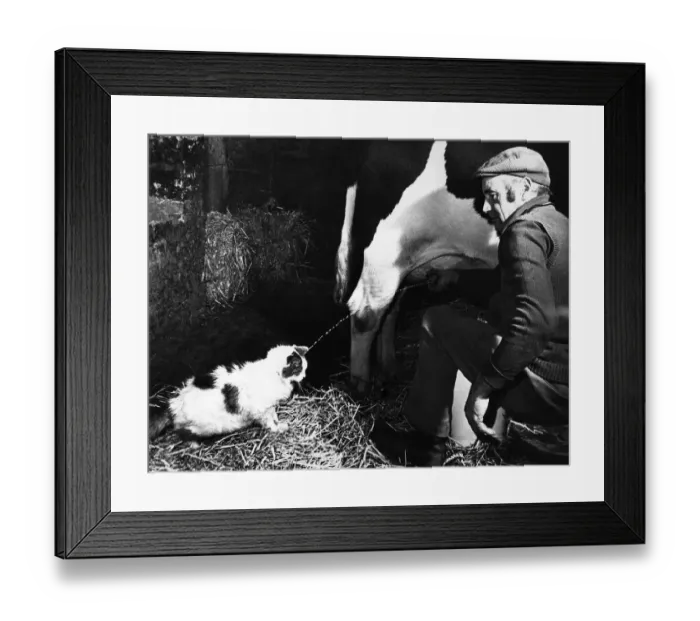 Framed Print : A shower in warm milk and as much of the stuff as you wish to drink. Every morning at 5