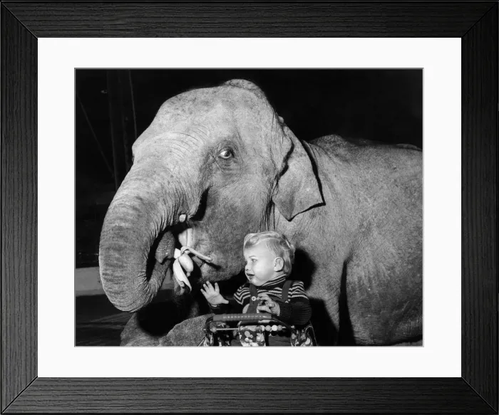 Framed Print : Maureen the elephant steals baby Bobbys banana, making him cry as he sits in his Framed Print : Maureen the elephant steals baby Bobbys banana, making him cry as he sits in his