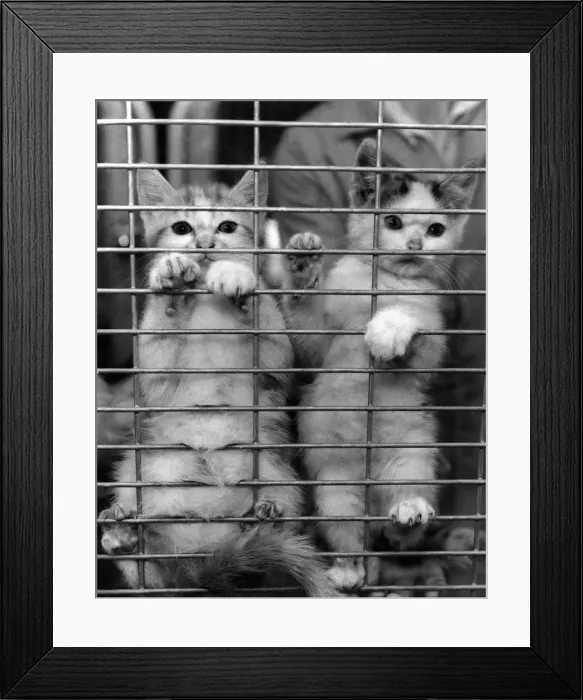 Framed Print : Tom and Jerry are adorable kittens. But they re in the dog-house - the Dog Framed Print : Tom and Jerry are adorable kittens. But they re in the dog-house - the Dog