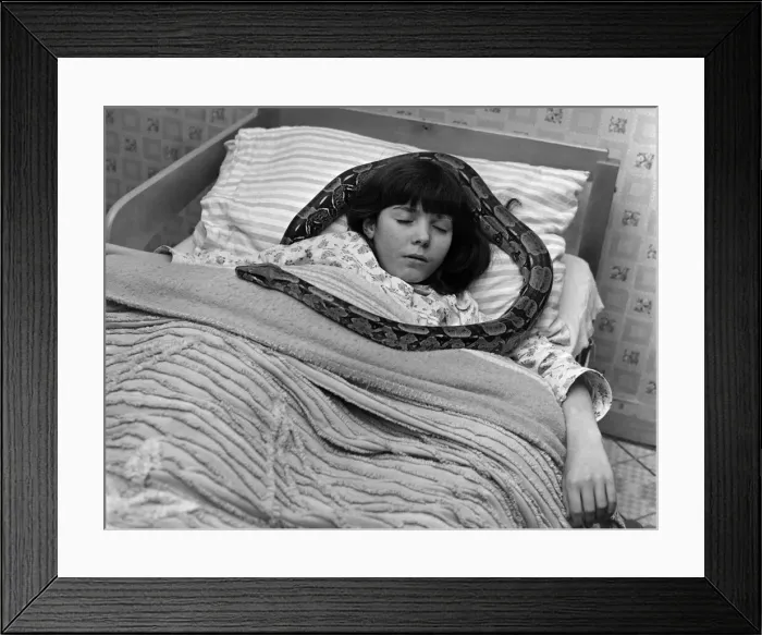 Framed Print : Boa constrictor Eve certainly has a crush on eleven year old Margaret Dolan Framed Print : Boa constrictor Eve certainly has a crush on eleven year old Margaret Dolan