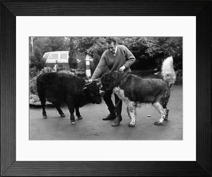 Framed Print : Titch is fully grown, but Bernie the St. Bernard Puppy is already two inches taller Framed Print : Titch is fully grown, but Bernie the St. Bernard Puppy is already two inches taller