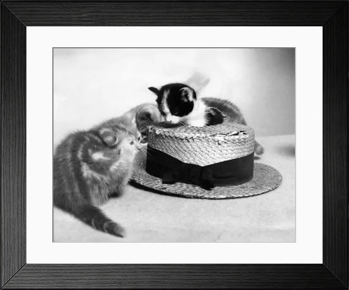 Framed Print : Two cute kittens, one sitting on a straw hat. Circa 1980 P011945 Framed Print : Two cute kittens, one sitting on a straw hat. Circa 1980 P011945