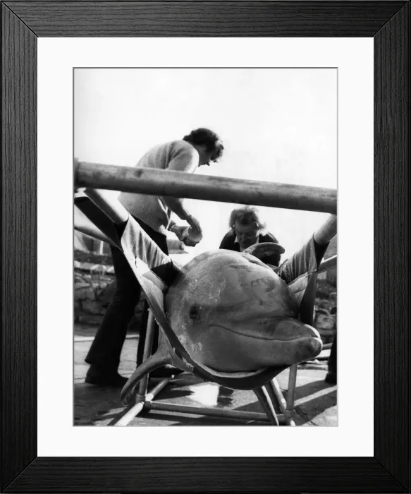 Framed Print : A smile from fun-loving Flipper the dolphin as he is prepared for the journey Framed Print : A smile from fun-loving Flipper the dolphin as he is prepared for the journey
