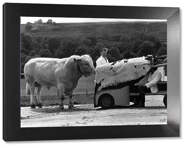 Eagerly the lover approches, he doesn t suspect that this cow is just a load of bull