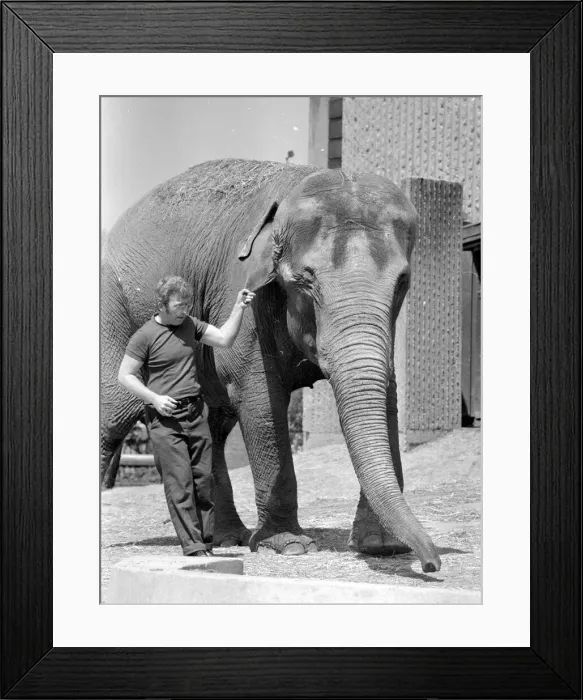 Framed Print : Tony Hennesy, one of the London Zoo Elephant House keepers Framed Print : Tony Hennesy, one of the London Zoo Elephant House keepers