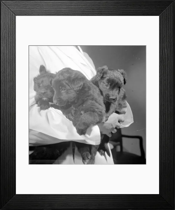 Framed Print : A rare trio of puppies just three weeks old, born from a test tube as a result of Framed Print : A rare trio of puppies just three weeks old, born from a test tube as a result of