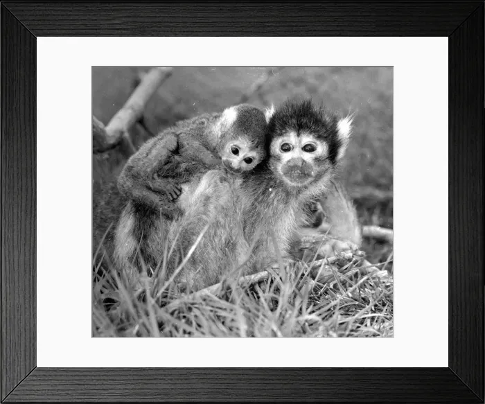 Framed Print : 12 day old squirrel monkey at the gatwicg garden Aviary at Charlwood, Surrey Framed Print : 12 day old squirrel monkey at the gatwicg garden Aviary at Charlwood, Surrey