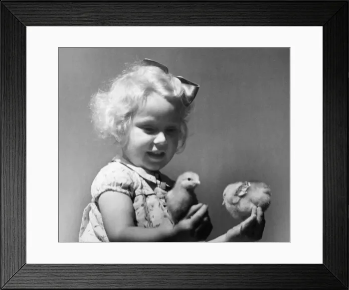 Framed Print : Young girl holding tiny fluffy chicks in her hand Circa 1945 P044465
