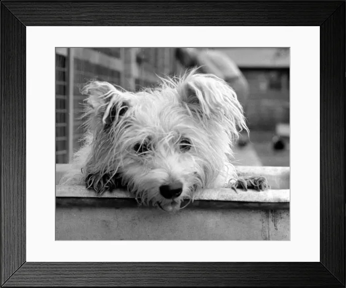 Framed Print : Abandoned West highland white terrier Cindy at Lundt- Smith kennels in Elstree Framed Print : Abandoned West highland white terrier Cindy at Lundt- Smith kennels in Elstree