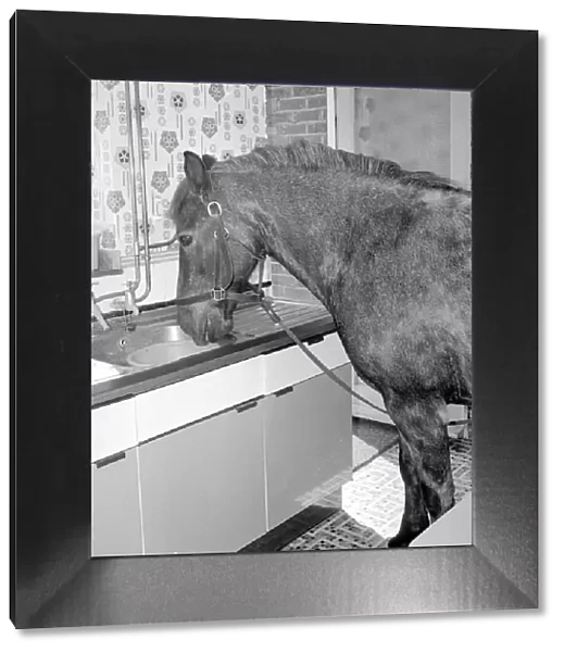 Sam the pet pony having a drink of water in the litchen sink of his owners house in
