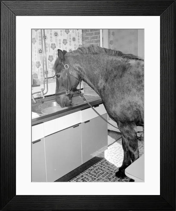 Framed Print : Sam the pet pony having a drink of water in the litchen sink of his owners house in Framed Print : Sam the pet pony having a drink of water in the litchen sink of his owners house in