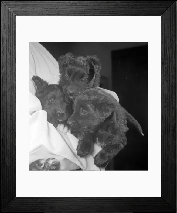 Framed Print : A rare trio of puppies just three weeks old, born from a test tube as a result of Framed Print : A rare trio of puppies just three weeks old, born from a test tube as a result of