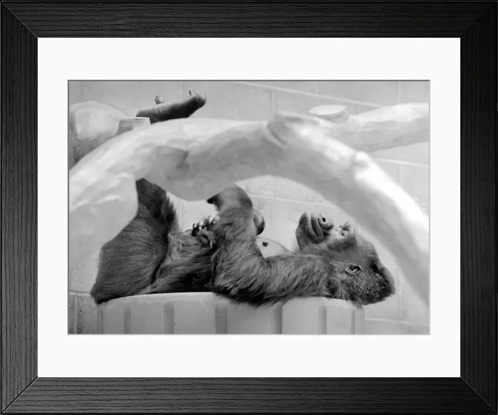 Framed Print : Gorilla and her baby at Bristol Zoo May 1977 77-2590-008