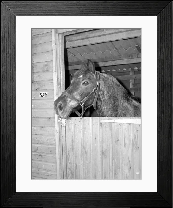 Framed Print : Sam the pet pony walking through his owners house to get through to his luxury stable Framed Print : Sam the pet pony walking through his owners house to get through to his luxury stable