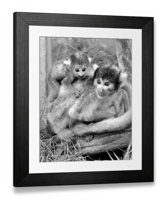 Framed Print : 12 day old squirrel monkey at the gatwicg garden Aviary at Charlwood, Surrey Framed Print : 12 day old squirrel monkey at the gatwicg garden Aviary at Charlwood, Surrey