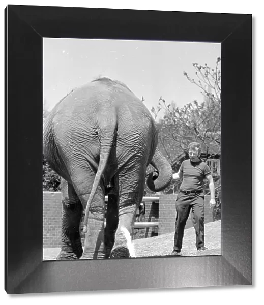 Tony Hennesy, one of the London Zoo Elephant House keepers