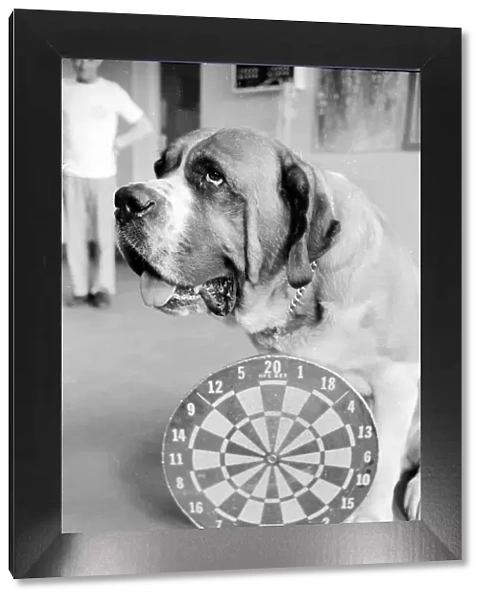 Sixteen stone St. Bernard dog Sebastian with his ownwe wearing a full size dart board
