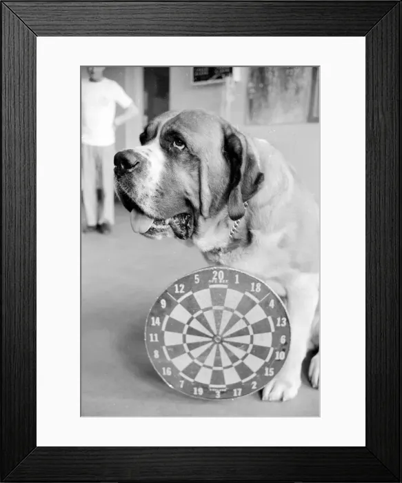 Framed Print : Sixteen stone St. Bernard dog Sebastian with his ownwe wearing a full size dart board Framed Print : Sixteen stone St. Bernard dog Sebastian with his ownwe wearing a full size dart board