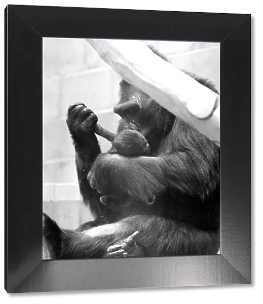 Gorilla and her baby at Bristol Zoo May 1977 77-2590-005