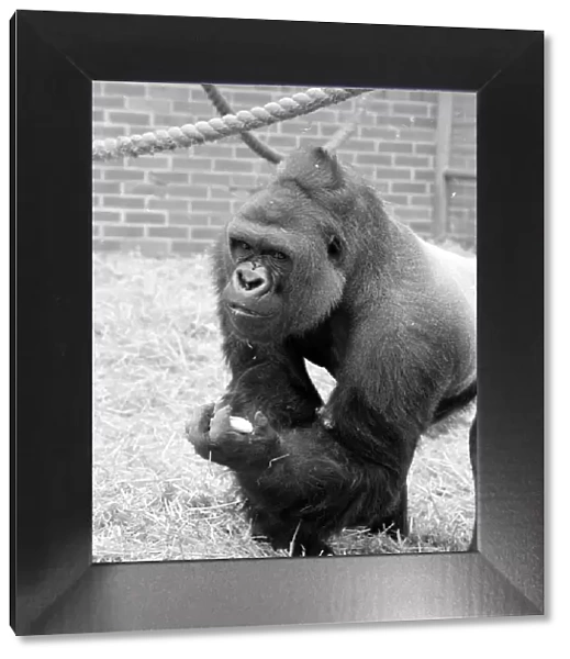 Baby Doll, a gorilla at Howlett Park Zoo in Littleborne May 1977 77-3057-008