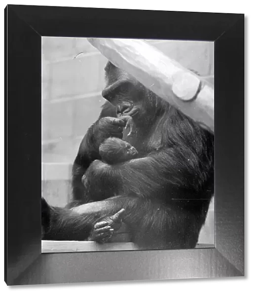 Gorilla and her baby at Bristol Zoo May 1977 77-2590-011