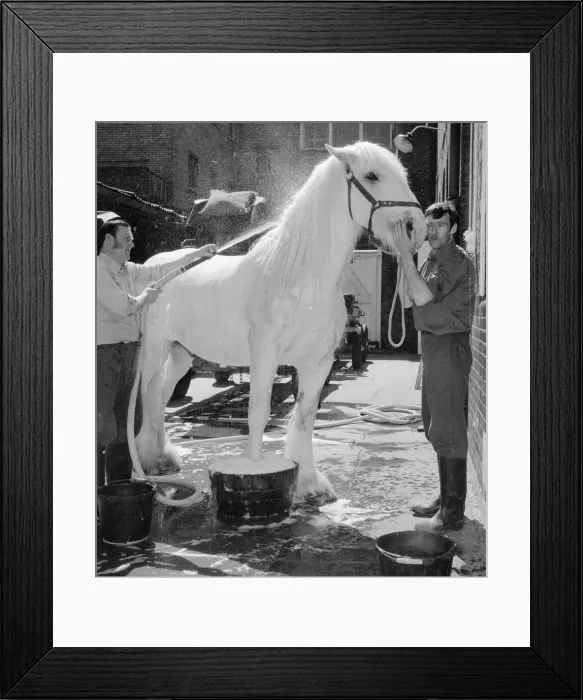 Framed Print : Horsa the horse having his beauty treatment before taking part in Quenn Elizabeth II