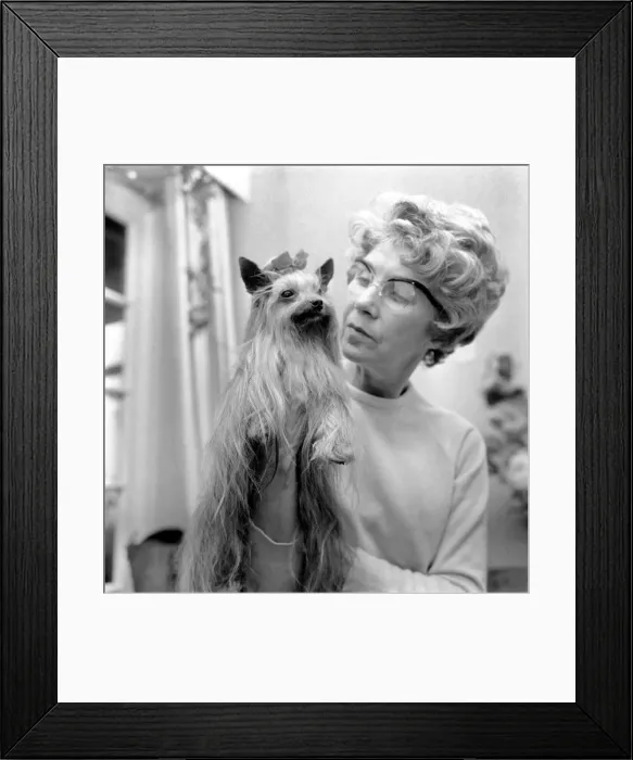Framed Print : Animals: Dogs. Mrs. Olive Wood with her champion Yorkshire Terrier Tolcarne Brandy Soda