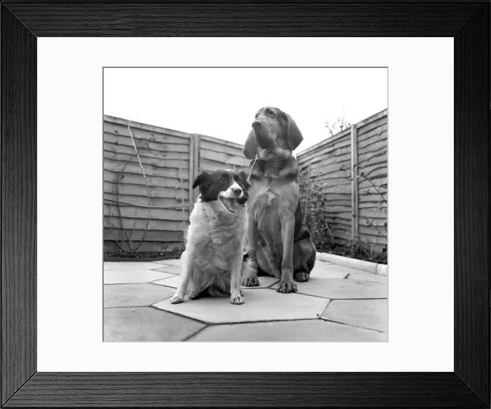 Framed Print : Brutes'the blood hound and Mandy'the Mongrel dog Framed Print : Brutes'the blood hound and Mandy'the Mongrel dog