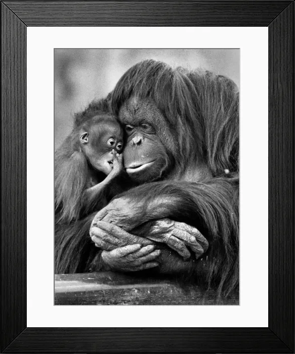Framed Print : Martha and baby Sureiki (Orang - Utans). April 1985 P009711 Framed Print : Martha and baby Sureiki (Orang - Utans). April 1985 P009711