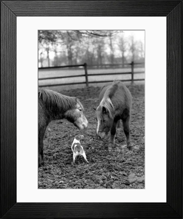 Framed Print : Nipper a kennel bred working terrier like all other dogs feels the cold these Framed Print : Nipper a kennel bred working terrier like all other dogs feels the cold these