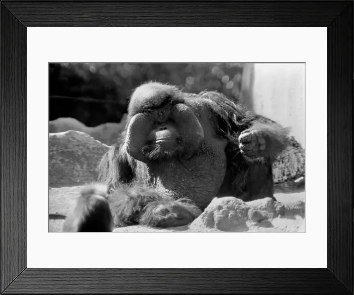 Framed Print : Even the worlds ugliest expectant father suffers from nerves while his wife lazes in