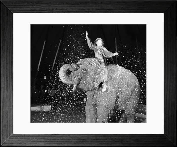 Framed Print : Entertainments: Circus Animals. Birmia the ten year old female elephant is the Framed Print : Entertainments: Circus Animals. Birmia the ten year old female elephant is the