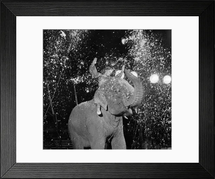 Framed Print : Entertainments: Circus Animals. Birmia the ten year old female elephant is the Framed Print : Entertainments: Circus Animals. Birmia the ten year old female elephant is the